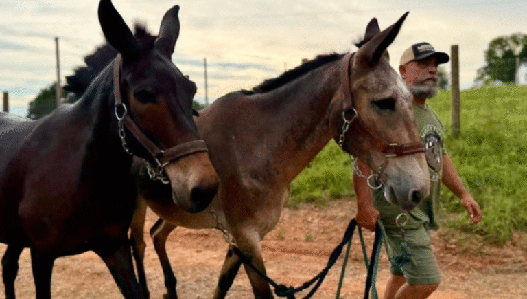 Famous North Carolina Mountain Mules Arrive in Texas to Aid Hurricane Relief